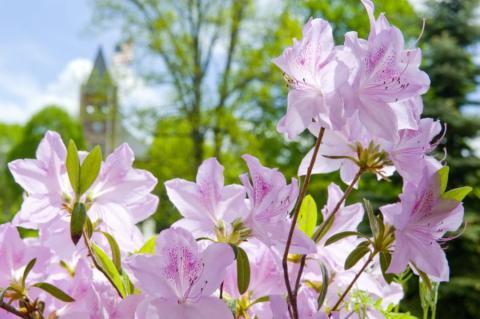 purple flowers in bloom